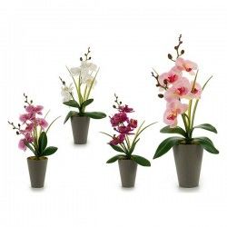 Plante décorative Orchidée...