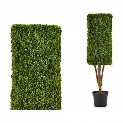Plante décorative Hedge...