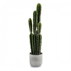Cactus Plastique Cactus (17...